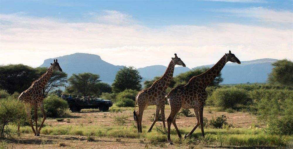 Marataba Safari Lodge Hartbeestfontein Zewnętrze zdjęcie